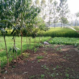 DC SUMP PUMP(12V/24V Stainless Steel)