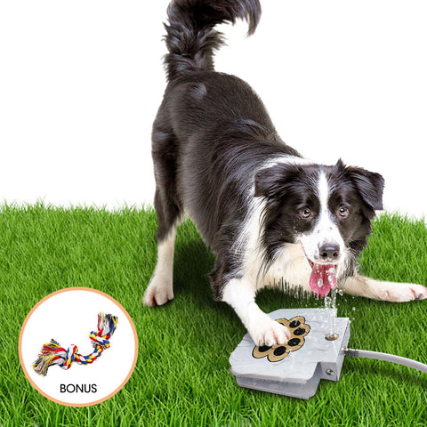 Dog Water Fountain Toy
