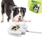 Dog Water Fountain
